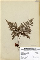 藏品(小膜蓋蕨)的圖片